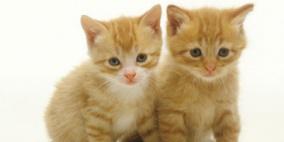 المواء المزعج والاكتئاب أهم إشارات رغبة القطط فى التزاوج