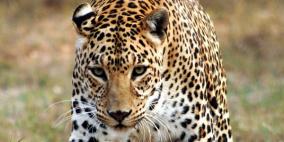 فهد يزور مشفى وسينما ويثير الذعر في مدينة هندية