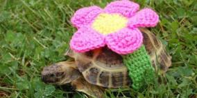 بالصور والفيديو.. أزياء تنكرية للسلاحف المنزلية بمناسبة رأس السنة