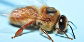 تناقص أعداد النحل يهدد البشرية.. هل تنقذنا التكنولوجيا؟