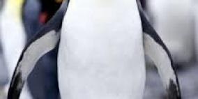 سرقة ثلاثة من طيور البطريق من حديقة عامة في النرويج