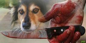 وفاء الكلب يقتله أحيانا