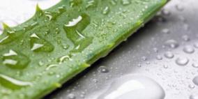 عصير الصبار لخفض الوزن والكوليسترول والتخلص من السموم