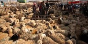 خراف عيد الأضحى تُستبدل بالعجول في غزة