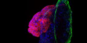 إنماء "قلب" صغير جدا في المختبر