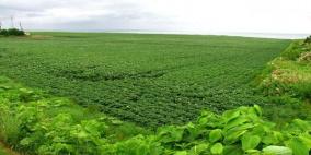 السودان يجيز اتفاقية تسمح للسعودية بزراعة مليون فدان