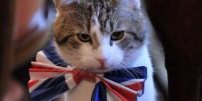 ازدحام على أول مقهى للقطط بلندن