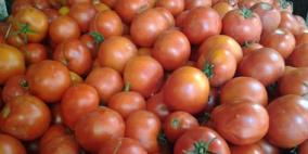 الطماطم تعزز خصوبة الرجال وتزيد عدد الحيوانات المنوية
