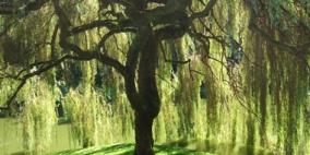 اكتشاف منجم ذهب في شجرة "كينا" بأستراليا