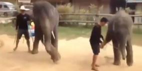 بالفيديو .. فيلة تتراقص على أنغام "غانغام ستايل"