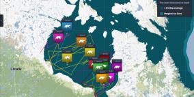 غوغل تضيف الدببة القطبية على خرائطها الإلكترونية