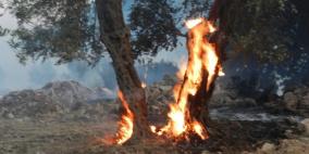 دغلس لــ"رايــة" مستوطنون يضرمون النيران في حقول جنوب نابلس