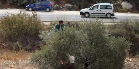 موسم قطف الزيتون قرب بلدة سلواد شرق  رام الله