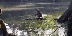 راكون يمتطي ظهر تمساح لعبور النهر