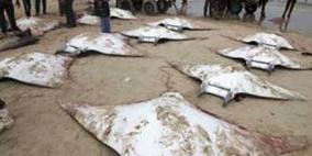 أسماك "وطواط البحر" الفريدة تغزو شواطئ غزة