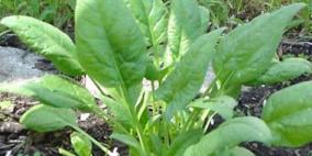 طبيب يقدم قواعد مهمة للاستفادة التامة من عناصر السبانخ