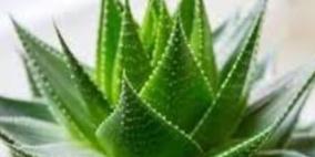 فوائد واستعمالات نبتة الصبار السحرية