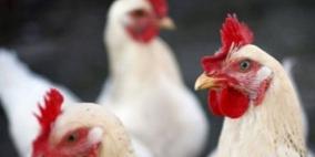 ضبط دجاج فاسد كان في طريقه لأسواق جنين