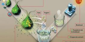 في المستقبل.. وقود حيوي تنتجه الطحالب