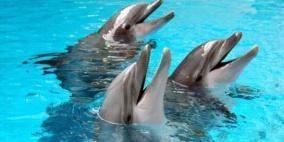 دراسة: الدلافين الكبيرة تنادي بعضها بأسماء