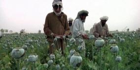 ازدهار زراعة "الأفيون" بأفغانستان مع انسحاب الأميركيين