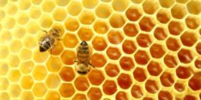 العسل الطبيعي.. يعزز طاقة الجسم ويقوي مناعته