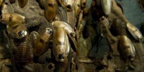 الصراصير بين “الفرار” و”الانتقام”