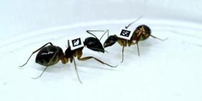 طرق منزلية بسيطة للتخلص من النمل