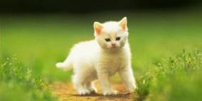 هرة تؤخّر إقلاع طائرة سويسرية ساعتين