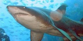 وفاة الضحية الثانية لهجوم سمكة قرش بالساحل الشرقى لأستراليا