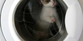 قطة تنجو بعد قضائها 35 دقيقة في الغسالة