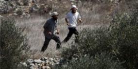 أغنام المستوطنين تتلف محاصيل قمح جنوب نابلس