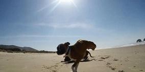 فيديو لكلب بقدمين فقط يتحدى أقرانه ذوي الأربع