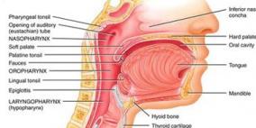 التهابات البلعوم تسبب صعوبة البلع وضيق التنفس