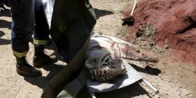 نمر يقتل رجلا بعد تدمير الفيضانات حديقة حيوان بجورجيا