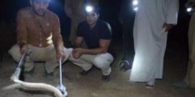 حالة فريدة.. عراقي لدغته أفعى فصار دمه "مصلاً" لسمّها