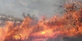 احتراق 1500 شجرة زيتون في حريق هائل جنوب طولكرم