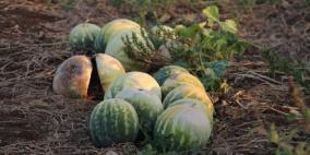 الزراعة: لا خسائر بفعل موجة الحر