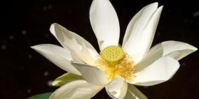 الانقراض يتهدد نباتات تستخدم للطب البديل