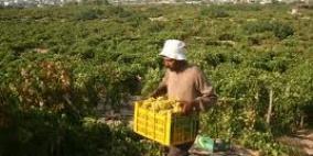 غزة:تصدير زهور وفلفل وتوابل خضراء لأوروبا