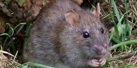 فأر ضخم يلتهم رضيعاً داخل كوخ غرب اليمن