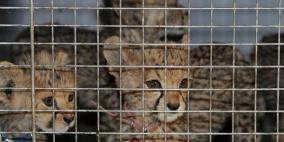 فشل تهريب فهود صغار إلى خارج السعودية