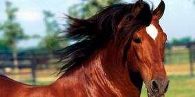 الخيل تستطيع تمييز انفعالات الإنسان