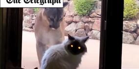 قط منزلي يواجه أسدا جبليا