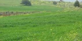 توزيع بذور علفية مقاومة للجفاف على 53 مزارعا من مربي الأغنام بجنين