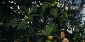 هل "فاكهة الخبز" بديل لحل أزمة الغذاء في العالم؟