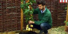 شجرة بريطانية تثمر طماطم وبطاطس في آن واحد