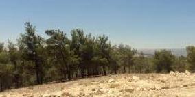 حملة تطوعية لزراعة الأشجار وتنظيف شوارع بلدة عرابة