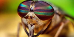 اكتشاف 18 ألف كائن جديد العام الماضي