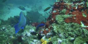 باحثون يكتشفون سمكة بلا وجه عاشت قبل ملايين السنين